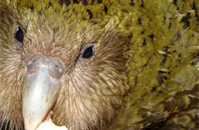 kakapo bird