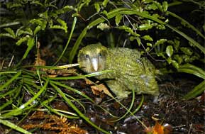 kakapo hiding