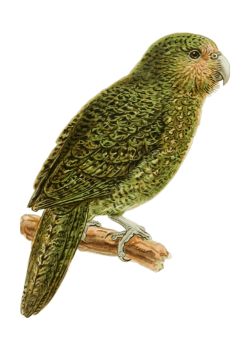 kakapo illustration